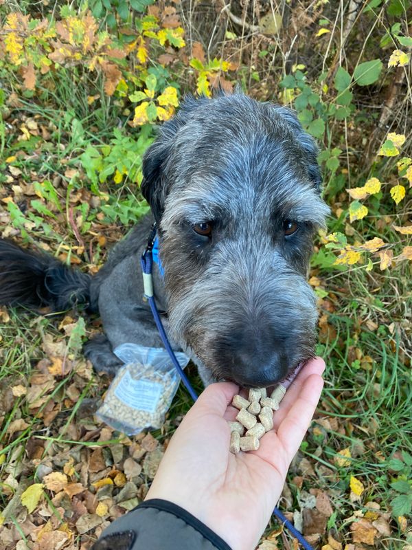 Myke godbiter Struts og Fjærfe